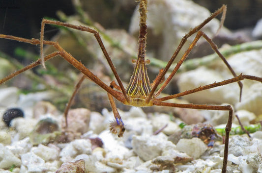 Arrow Crab