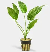Sword Radican Marble Queen Potted