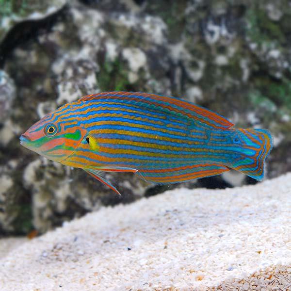 Wrasse Melanarus Sm/Med Male