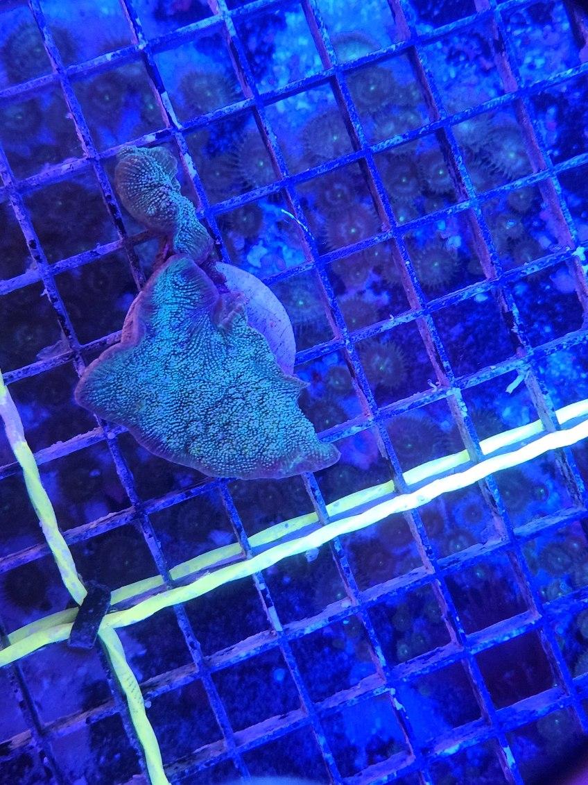 Mermaid Chalice Frag
