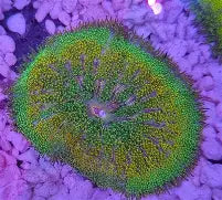 Maxi-Mini Carpet Anemone Ultra