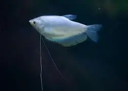 Gourami Moonlight Reg