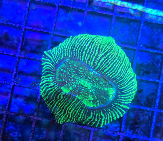 Neon Green Cone Bottom Trachy