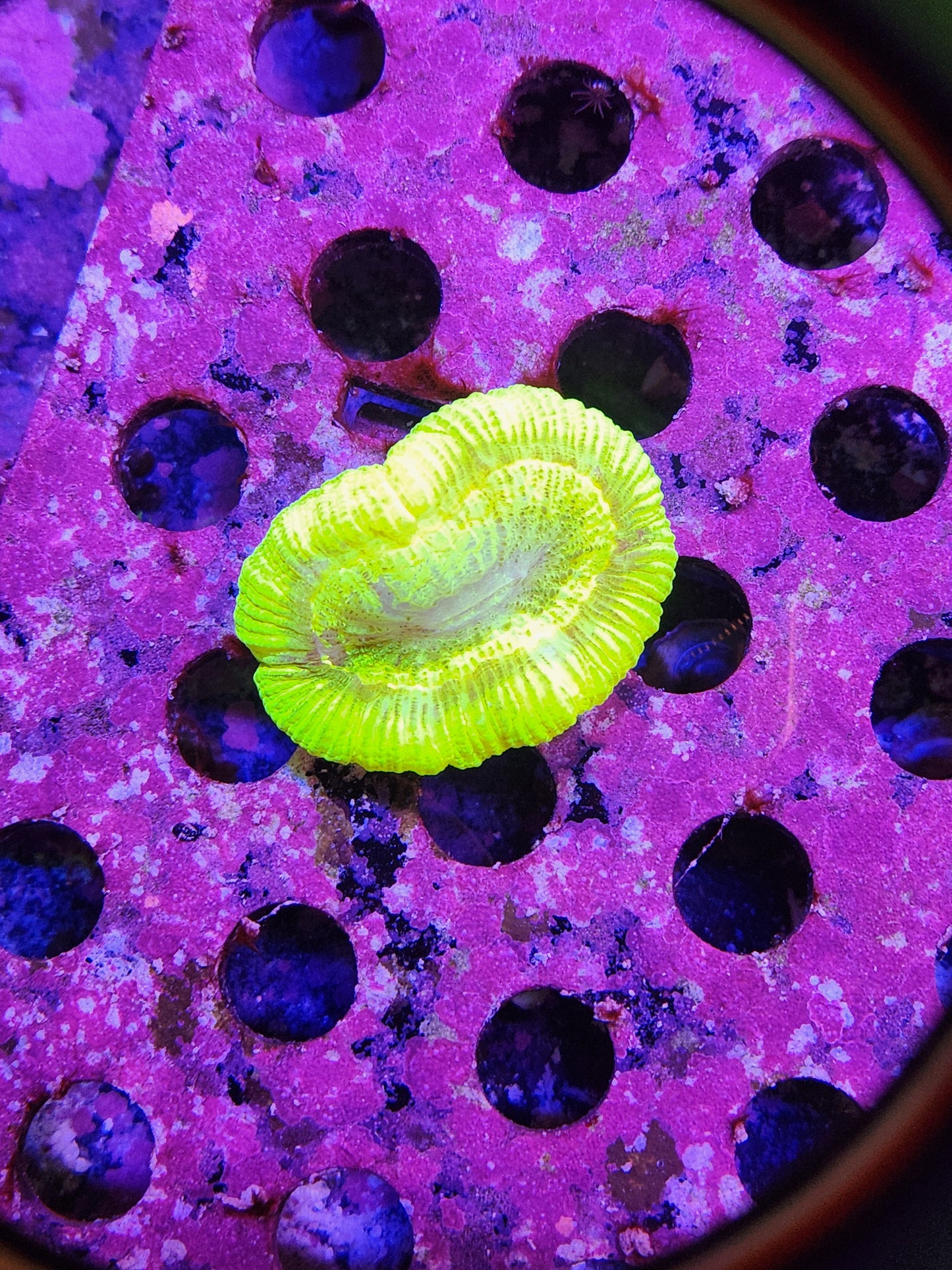 Neon Green Trachy