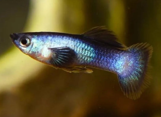 Endler Panda Guppy