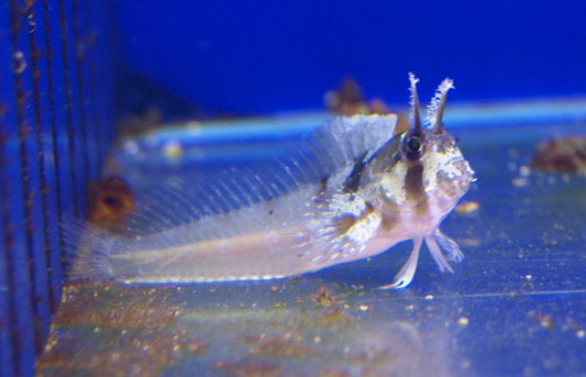 Horned Blenny Atl.