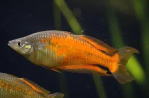 Orange Isim Rainbow