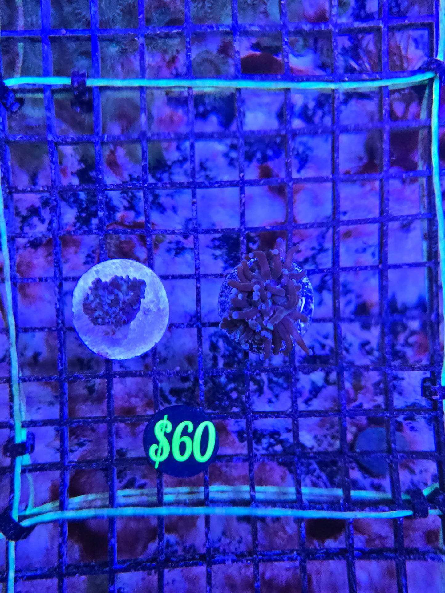 Indo Branching Peach Frogspawn One Head