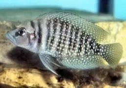 Cichlid Calvus black 2"