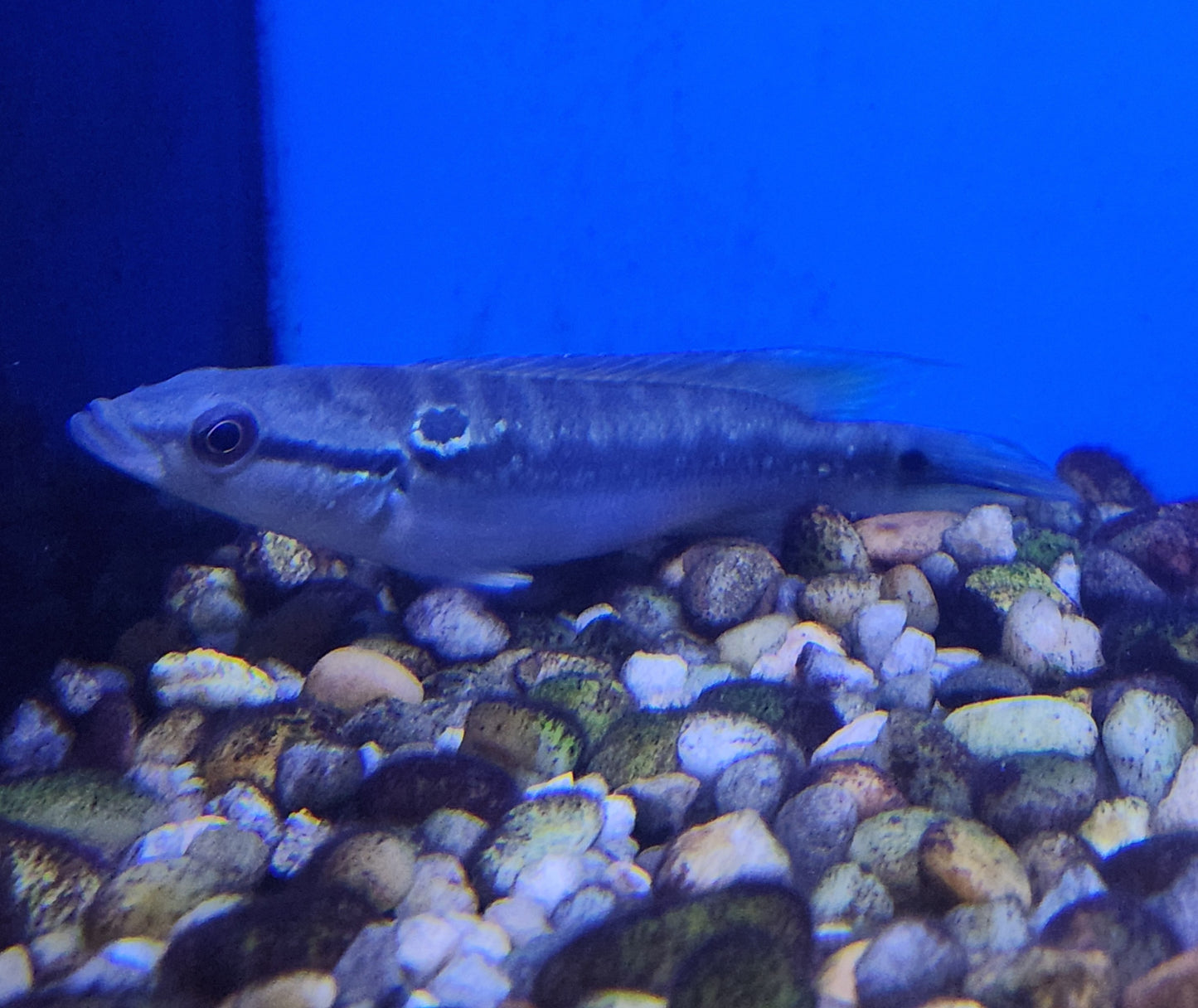 Pike Cichlid Gold Spangle Trinidad