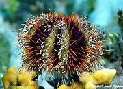 Hairy Pincushion Urchin