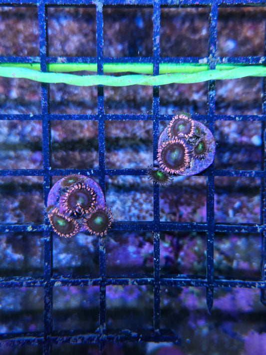 Pink Flamingo Zoa