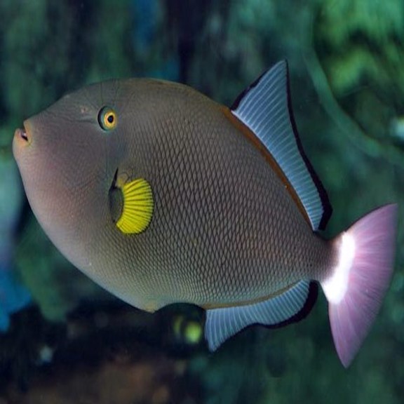 NEW SALTWATER FISH AND INVERTS – Richmond Aquarium