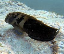 Blenny Panamanian Banded