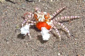 Pom Pom Crab (Hawaii)