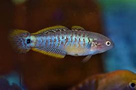 Gudgeon Peacock Reg