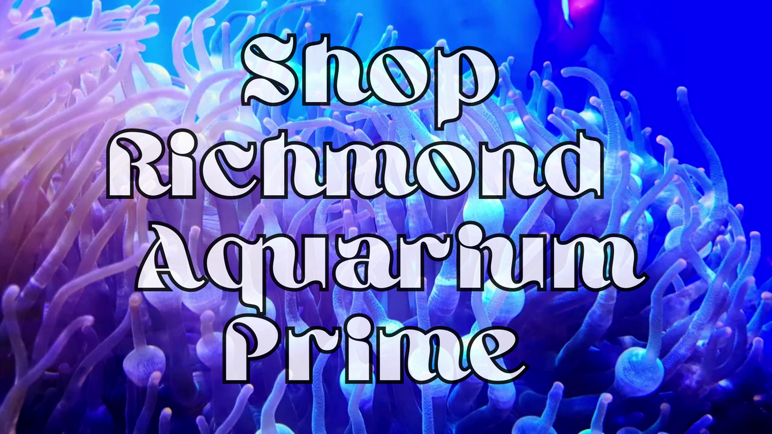 Richmond Aquarium Prime
