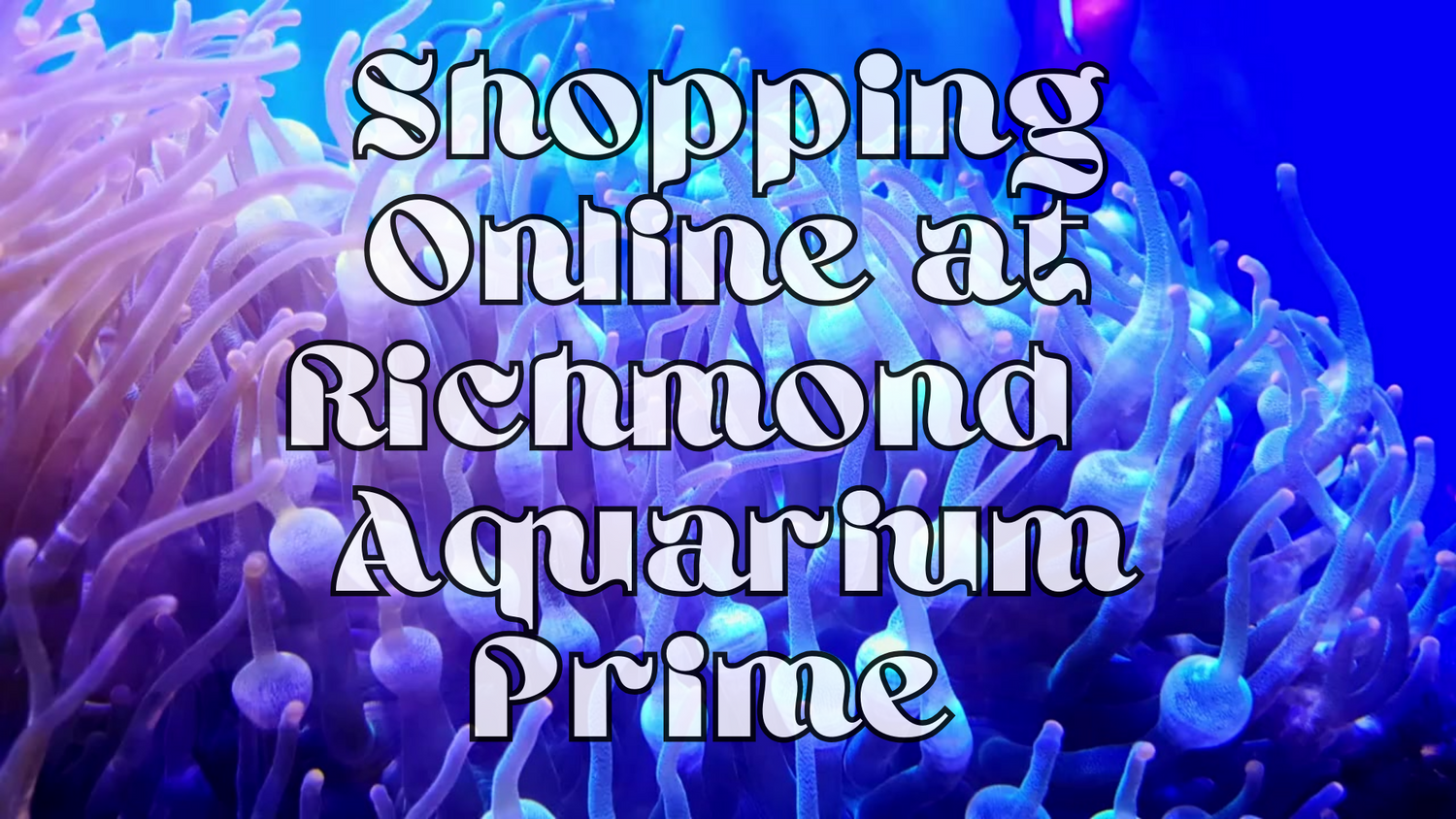 ALL LIVESTOCK Richmond Aquarium