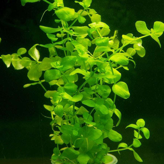 Plant Bacopa