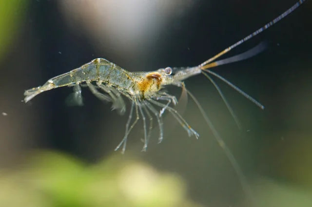 Feeder Shrimp Ghost