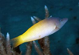 Purple Head Wrasse Med