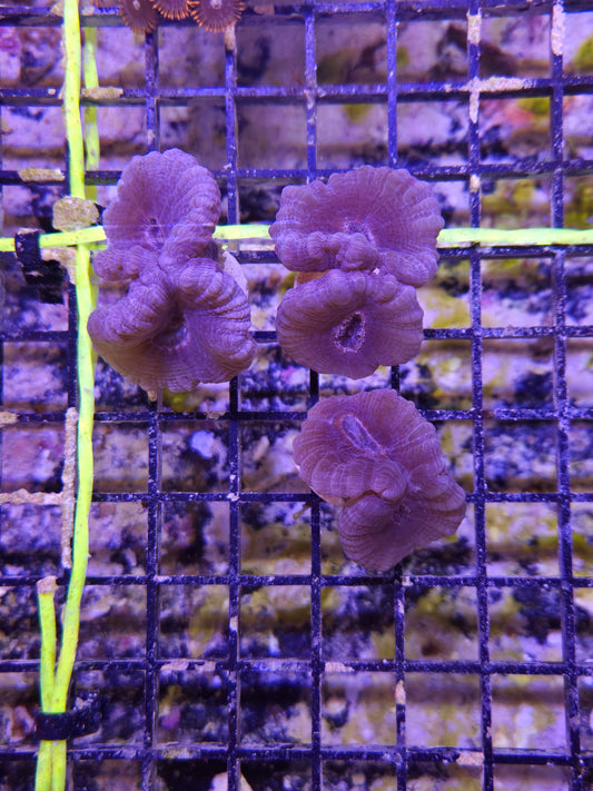 Purple Trumpet Coral Frag