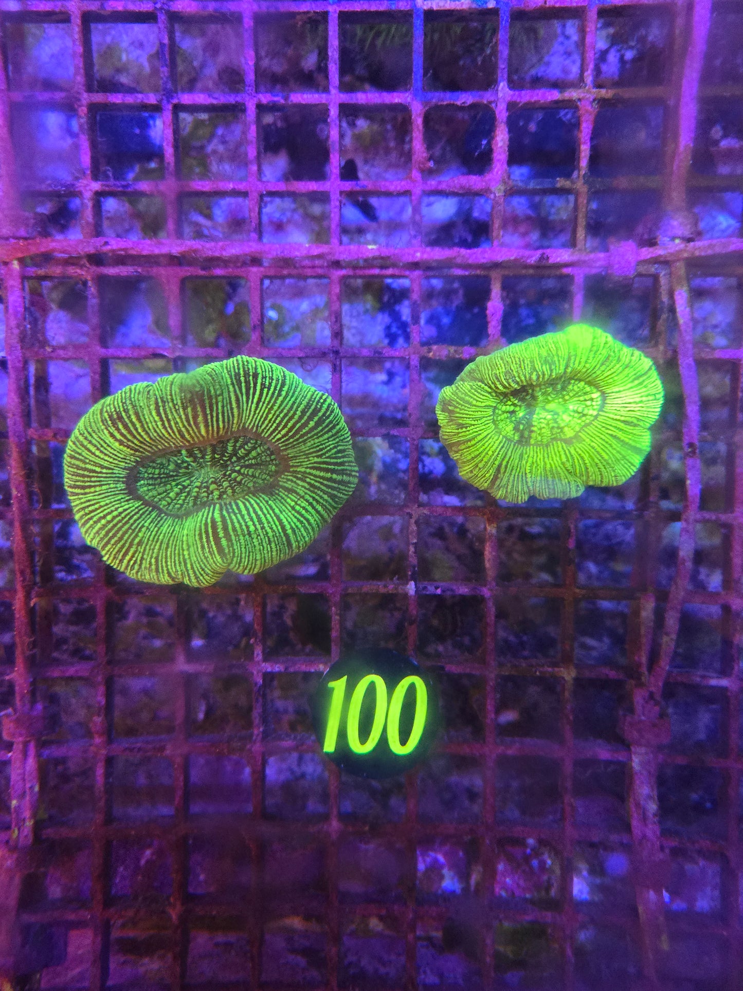 Aussie Radioactive Trachy