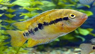 Rainbow Cichlid Large