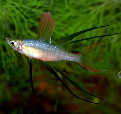 Threadfin Rainbow Lg