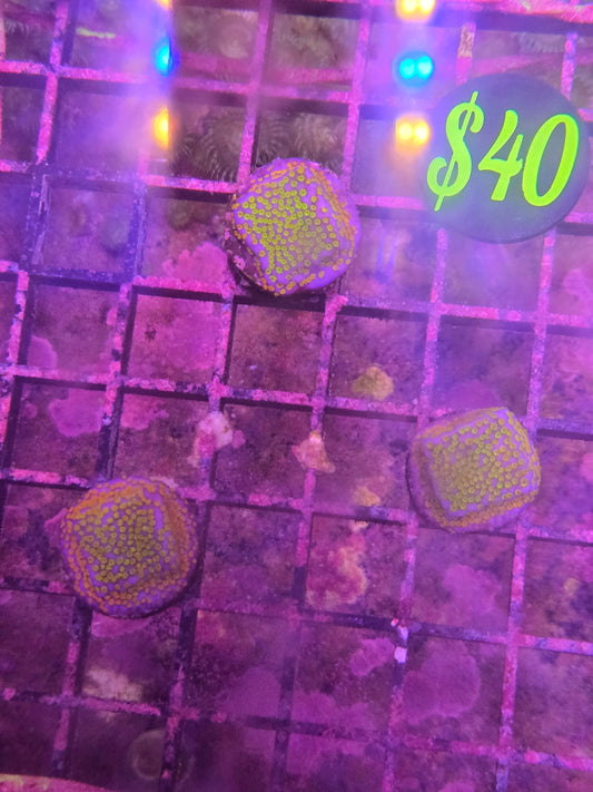 ECC Confused Rainbow Montipora Frag