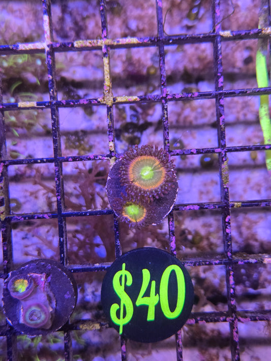 ECC Rainbow Spectrum Zoanthid Frag