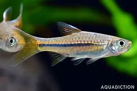 Green Green Line Rasbora M/L
