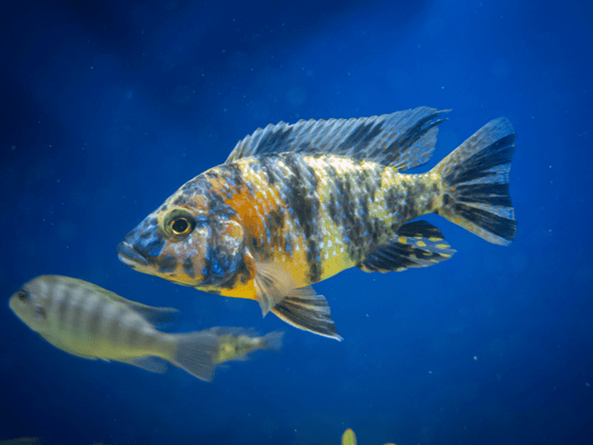 Mixed Peacock Cichlid Large