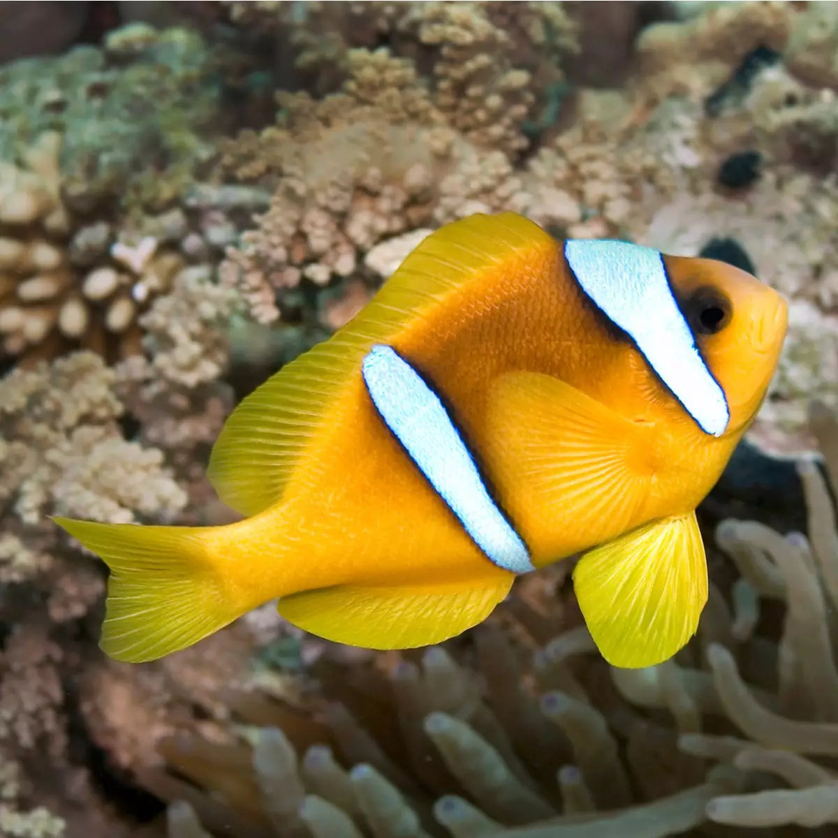 Red Sea Two Band Clownfish Sm