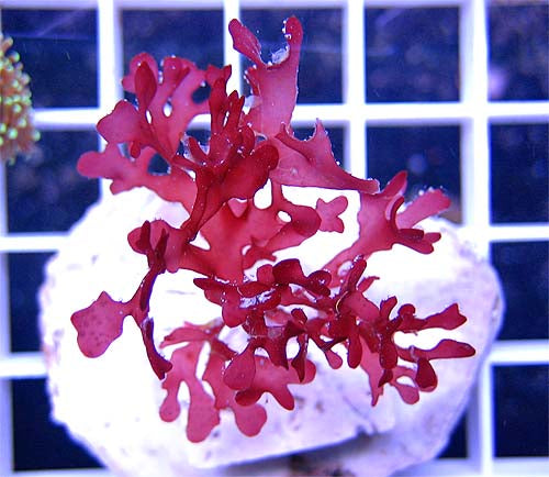 Pom Pom Algae Gracilaria