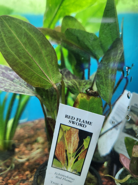 Plant Red Flame Sword