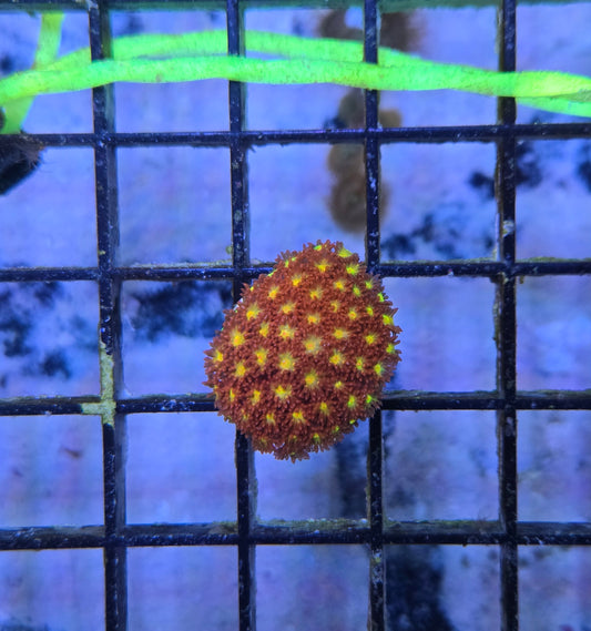 Red Goniopora Frag