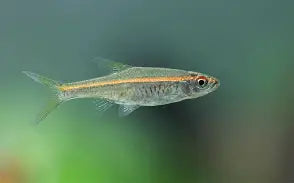 Red Line Rasbora