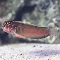Redlip Blenny