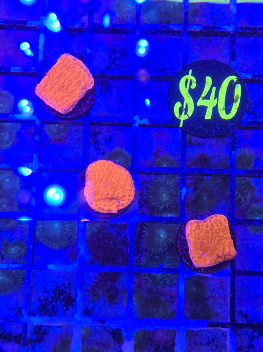 Red Cap Montipora Frag