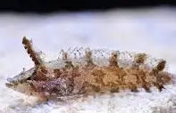 Rhino Blenny Large