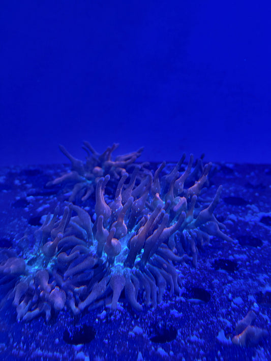 Rose Anemone Sm