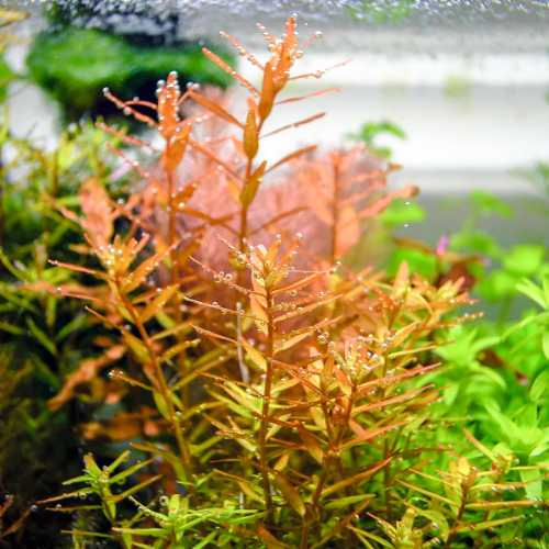 Plant Rotala Orange Juice