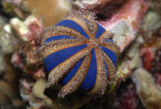 Royal (Tuxedo) Urchin