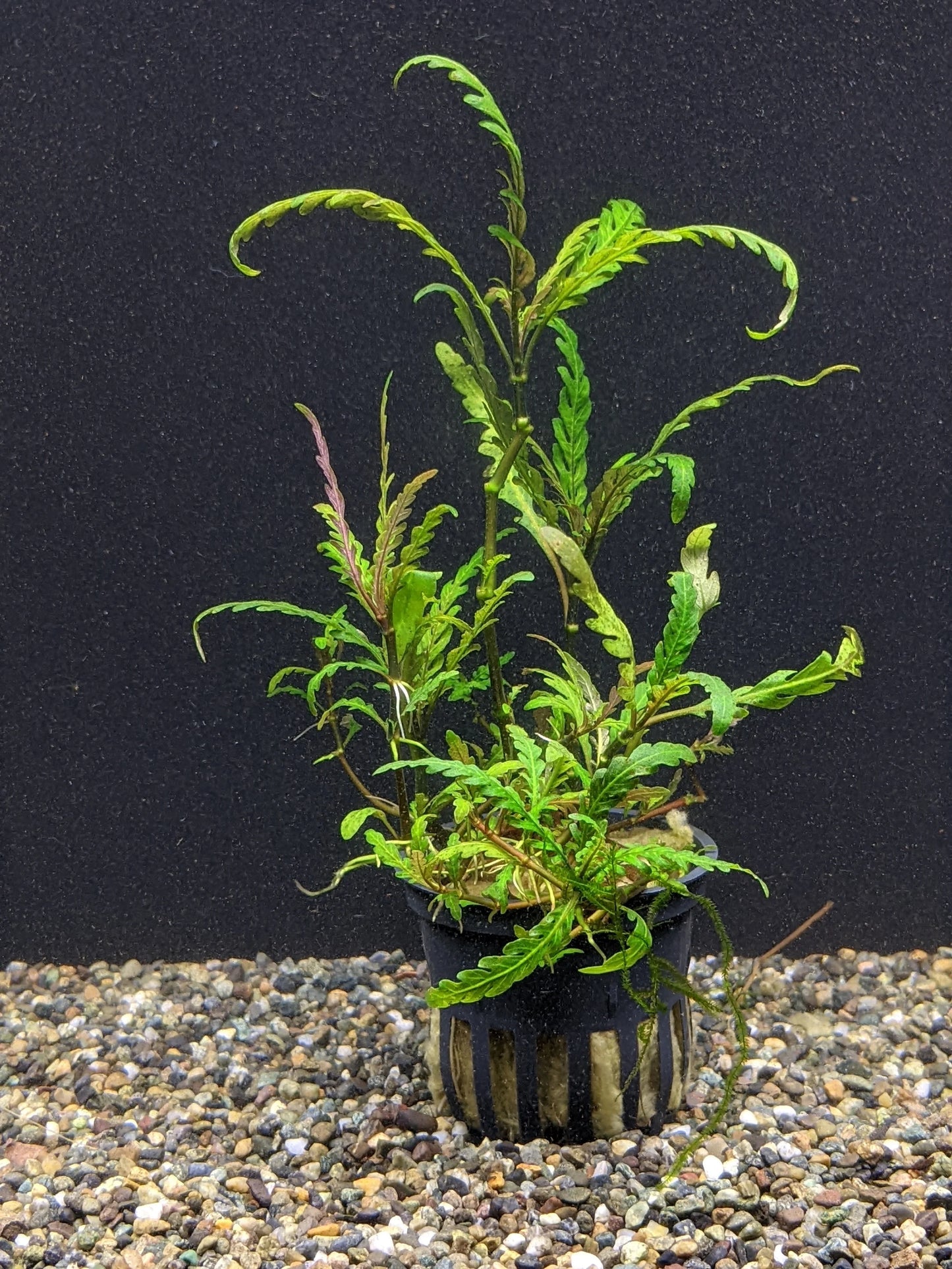 Hydrophila Pinnatifida Potted