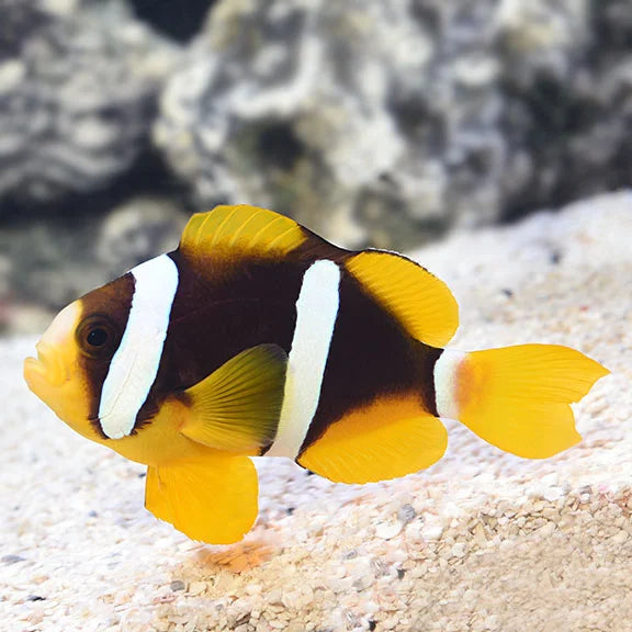 Clarkii Clown Black Med