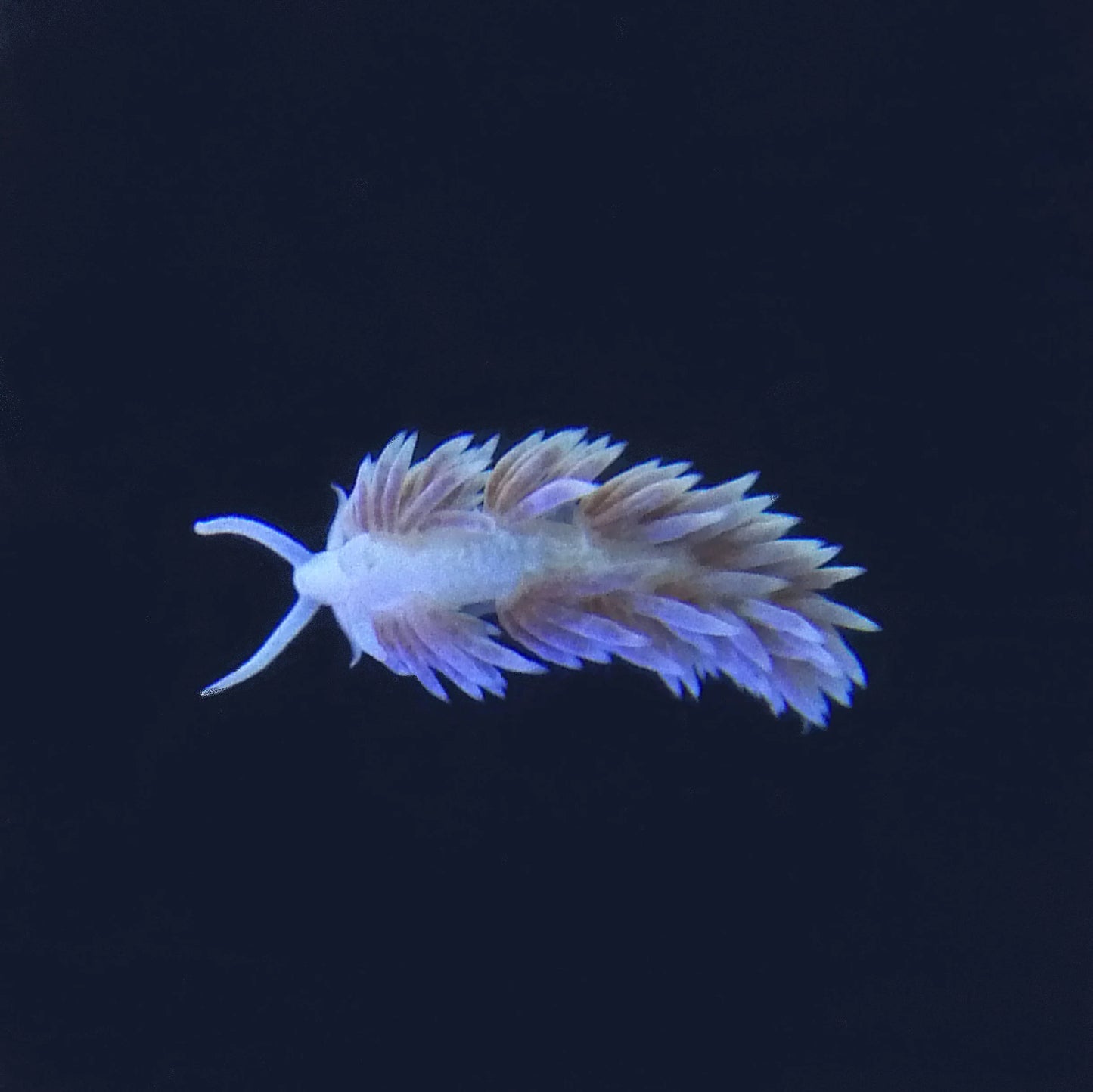 Nudibranch Berghia