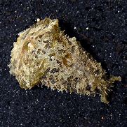 Sea Hare Nudibranch Lg.