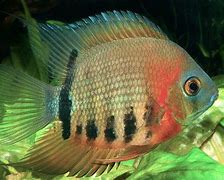 Severum Orange Shoulder Lg.