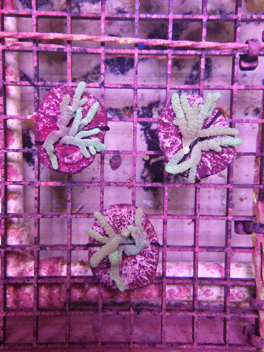 Aussie Sinularia Frag
